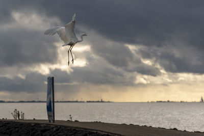 Heron flying over beach