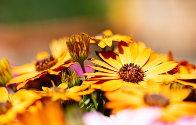 Close-up of yellow flowering plant