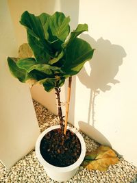 Close-up of potted plant on table