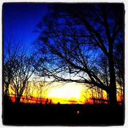 Silhouette of bare tree at sunset