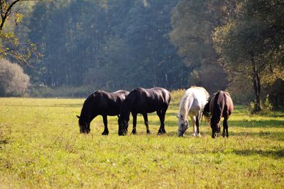 Horses grazing on field