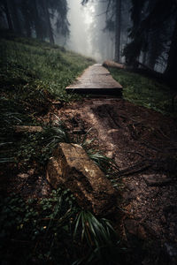 Dirt road amidst trees on field in forest