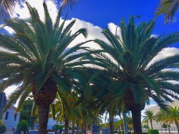 Palm trees against blue sky
