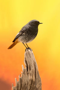 Close-up of bird perching on a orange sky