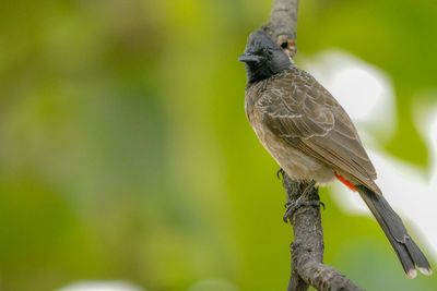 Close-up of bird perching on branch