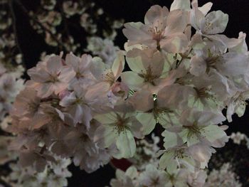 Close-up of cherry blossoms in spring