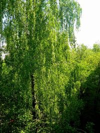 Low angle view of tree against sky