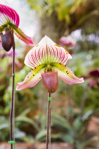 Close-up of pink flowering plant