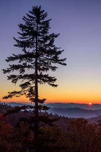 Silhouette tree at sunset