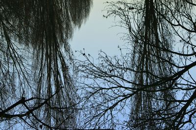 Low angle view of bare tree against clear sky