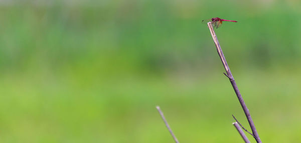 Close-up of damselfly perching on twig