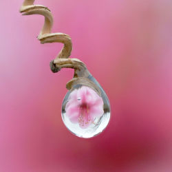 Close-up of pink flower