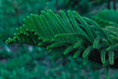 Close-up of fern leaves