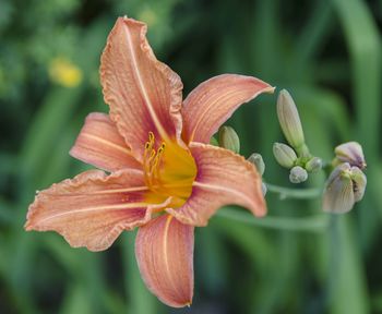 Close-up of day lily plant