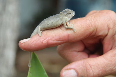 Close-up of human hand holding small lizard