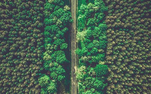 Full frame shot of trees growing in forest