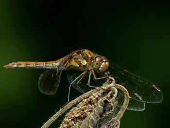 Close-up of dragonfly on dried plant