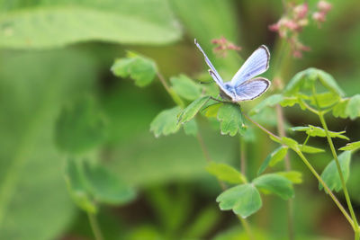 Close-up of butterfly on plant