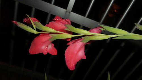 Close-up of red flower plant