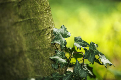 Close-up of plants growing by tree trunk
