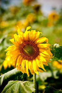 Close-up of sunflower on field