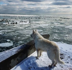 View of dog on beach