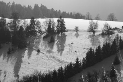 Scenic view of trees in forest during winter