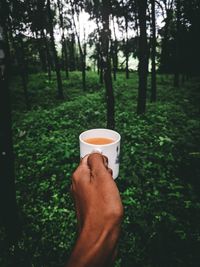 Cropped image of hand holding coffee cup in woods