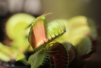 Close-up of flower buds