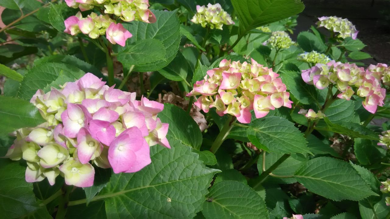 CLOSE-UP OF PINK FLOWERS