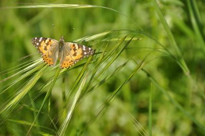 Close-up of butterfly on flower