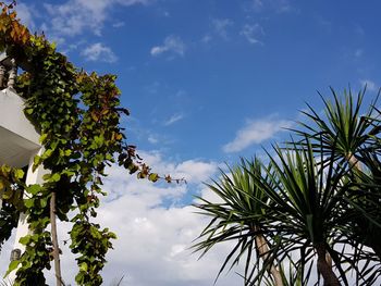 Low angle view of flowering plants against sky