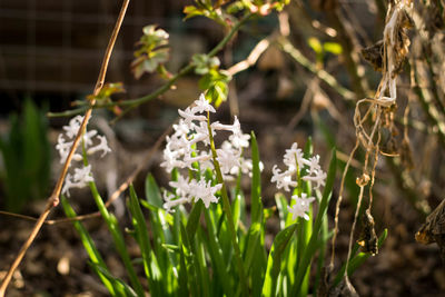 Close-up of white flowering plants on field