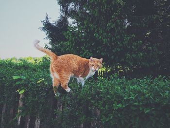 Full length of a cat