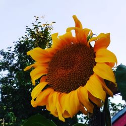 Low angle view of sunflower against sky