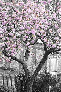 Low angle view of pink flowers on tree