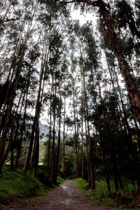 Low angle view of bamboo trees in forest