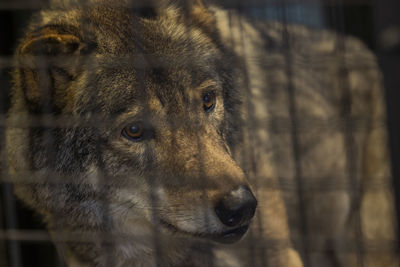 Close-up of dog looking away