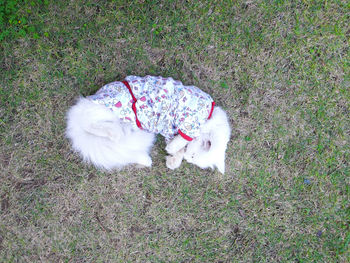 High angle view of dog on grass