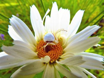 Close-up of white flower