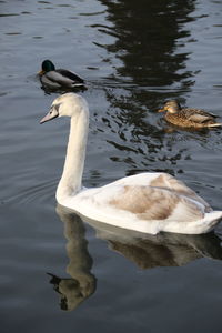 Ducks and swan swimming in lake