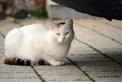 Portrait of cat sitting on footpath