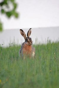 Portrait of rabbit on field