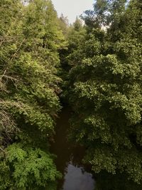 High angle view of trees in forest