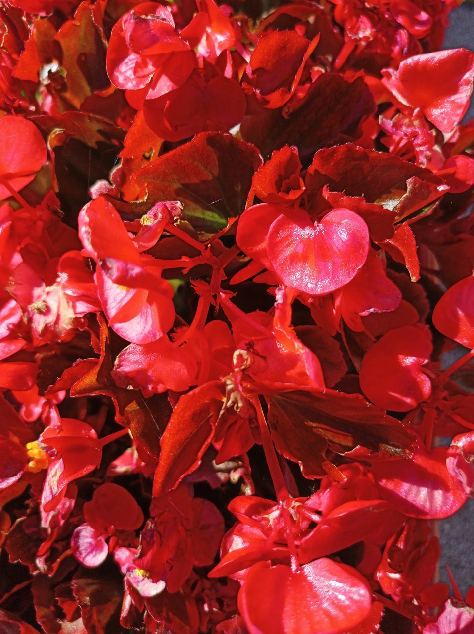 FULL FRAME OF RED FLOWERING PLANT