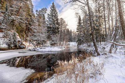 Snow covered trees by lake