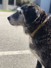 Close-up of dog looking away