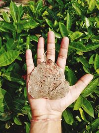 Close-up of hand holding dry leaf