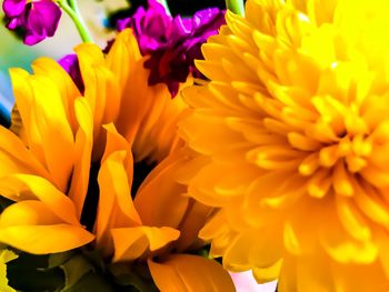 Close-up of yellow flowering plant