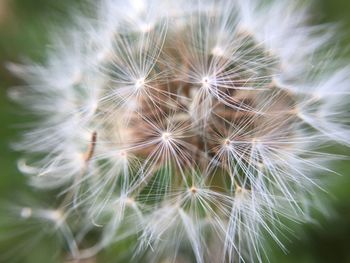 Close-up of dandelion